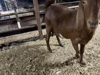 بز ماده, Kamori goats — عکس 8