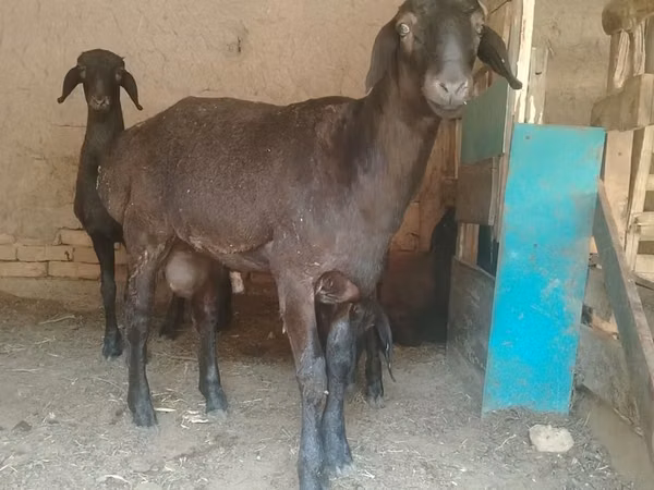 Kambing jantan, Sheep — Uzbekistan