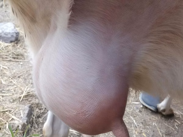 عنزة, Saanen goat