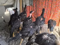 Chickens — عکس 6