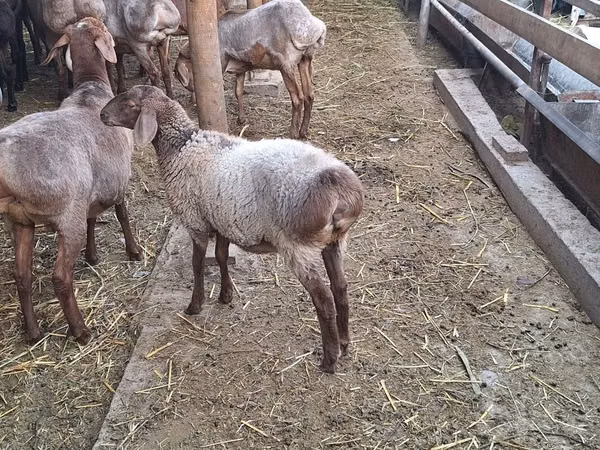 Sheep, Arashan sheep