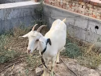 Goat, Saanen goat — photo 2