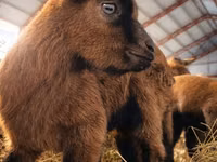 Buk, Saanen goat — foto 8