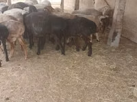Ram, Sheep — photo 2