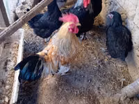 Chickens — عکس 1