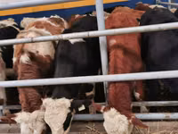 Banteng, Aberdeen-Angus — foto 6