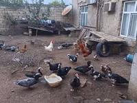 Domestic Muscovy — photo 1