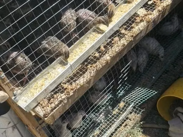 Quails