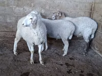 میش, Merino sheep — عکس 3