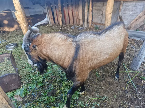 Billy Goat, LaMancha goats — Moldova