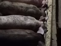 Babi hutan, Pigs — foto 1