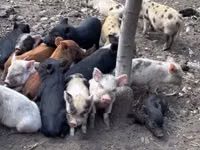 Babi (lot, jantina tidak dinyatakan), Pigs — foto 7