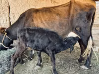 Կով, Latvian Blue cattle — լուսանկար 2