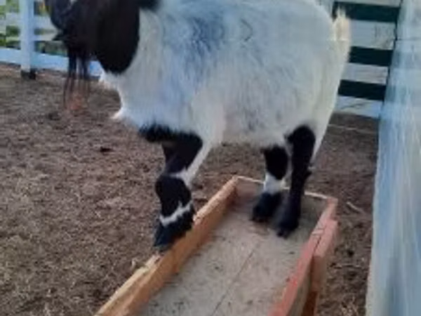 بز ماده, Nigerian dwarf goats