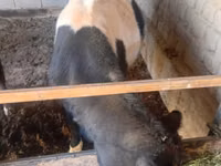 Bull, Cattle — photo 2