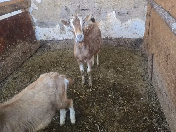 Goat, Alpine goat
