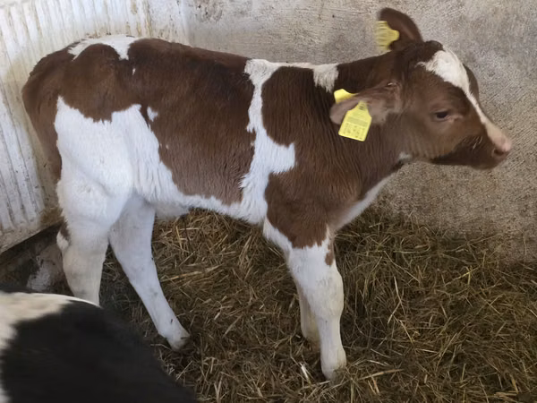 公牛, Simmental cattle