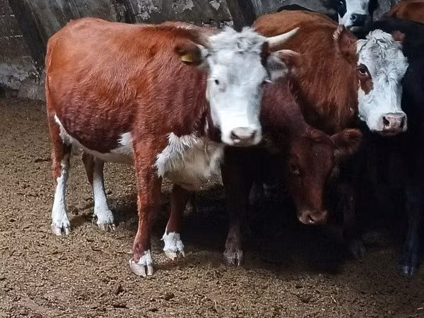 Sapi, Hereford