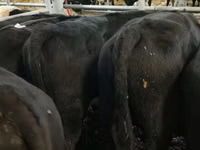 Banteng, Aberdeen-Angus — foto 7