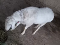 Кочкор, Гиссар койу — сүрөт 3