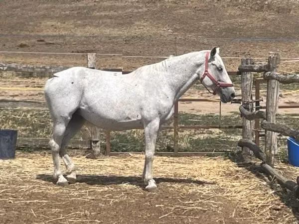 Модиён, Hungarian horse breed — Маҷористон