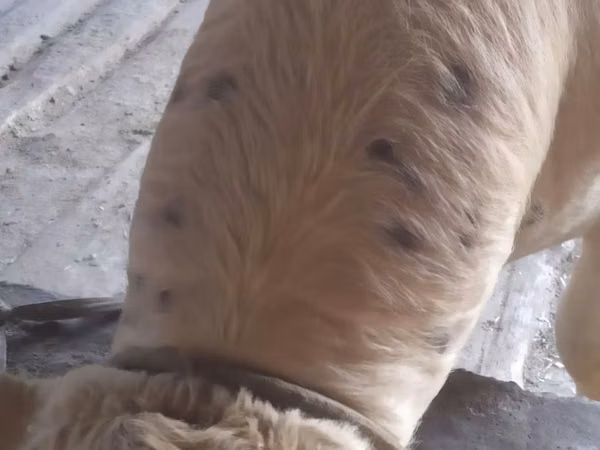 Bull, Cattle — Uzbekistan
