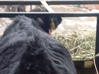 Toro, Aberdeen Angus — foto 4