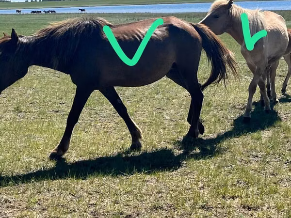 Faras dhaddig, Horse breed — Kasaakhistaan