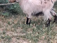 Cabra, Cabras — foto 5