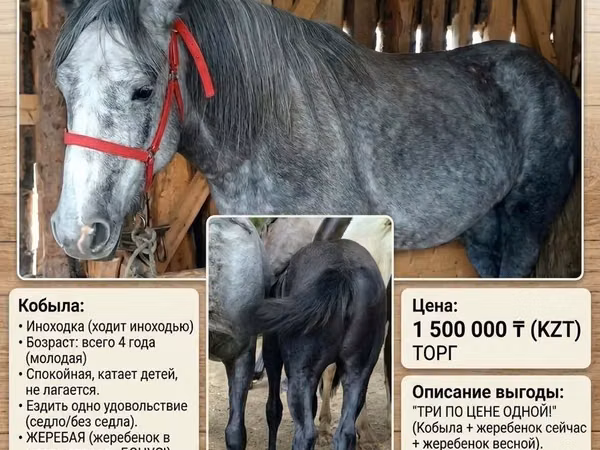 Mare, Percheron — Kazakhstan
