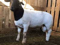 Қошқар, Dorper sheep — 2-сурет