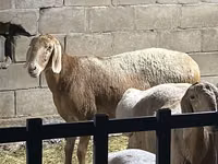 قوچ, Hissar sheep — عکس 1