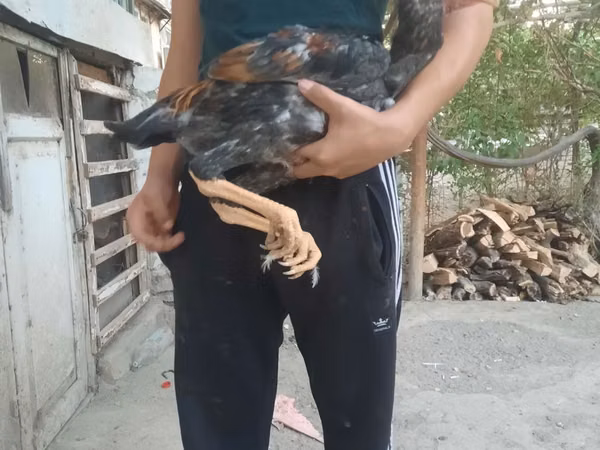 Chickens — Uzbekistan