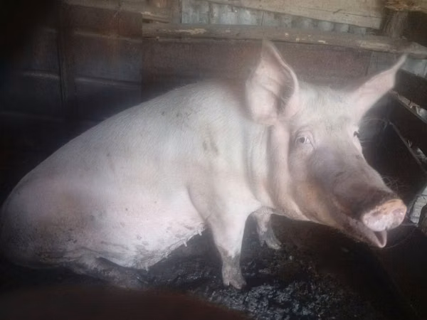 Sow, Pigs — Moldova
