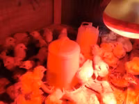Chickens — foto 3