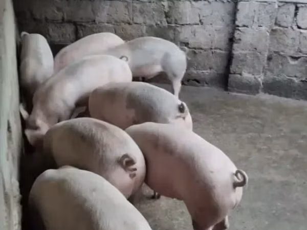 Sow, Pigs — Armenia