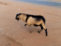ፍየሎች (ቡድን፣ ጾታ አልተጠቀሰም), Goats — ፎቶ 1