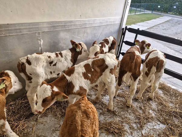 Bull, Simmental cattle — Poland