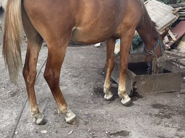 Mare, Horses — Kazakhstan