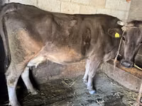 Ko, Swiss cattle — foto 1