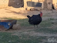 Turkeys — foto 3