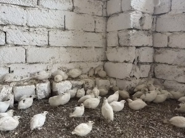 Kraljevska prepelica