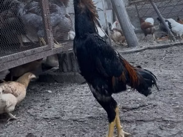 Shamo chickens — Kyrgyzstan