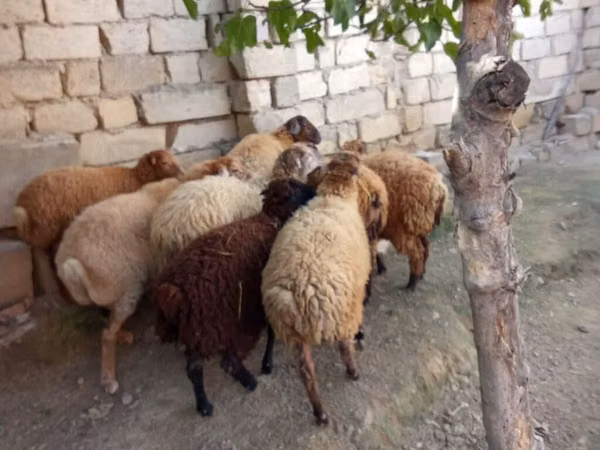 Sheep, Sheep