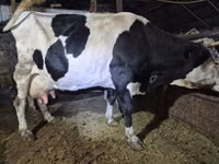 Αγελάδα, Russian Black pied cattle — φωτογραφία 3