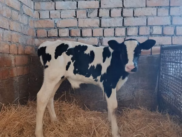 Bou, Rasa Holstein — Kârgâzstan