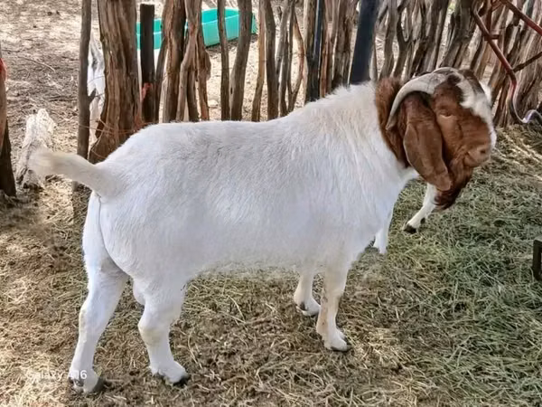 母山羊, Boer goat