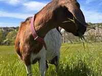 بز ماده, Nubian Goat — عکس 2