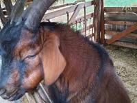Billy Goat, Nubian Goat — photo 3