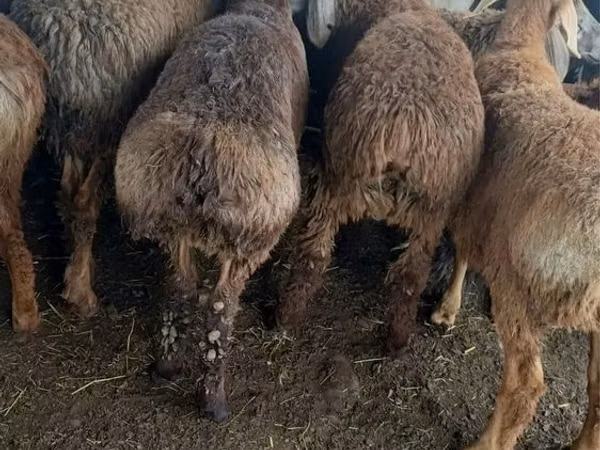 Billy Goat, Goats — Kazakhstan